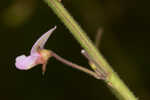 Panicledleaf ticktrefoil